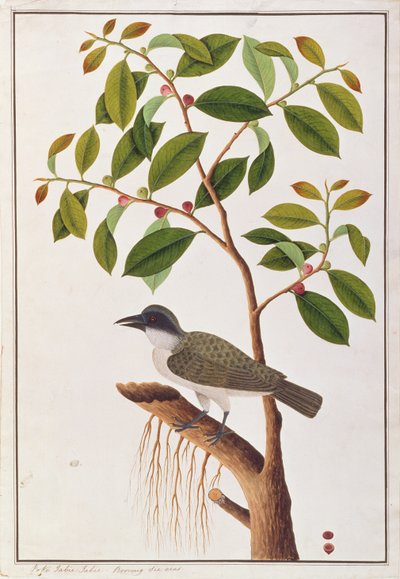 Large Woodshrike, from Drawings of Birds from Malacca, c.1805-18 by Chinese School